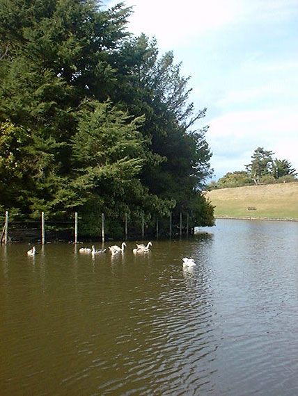 The Keptie Pond Island, with a family of swans.